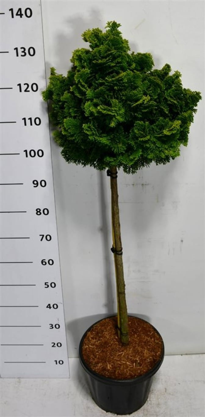 Chamaecyparis obtusa Nana Gracilis 135cm 38cm Pot