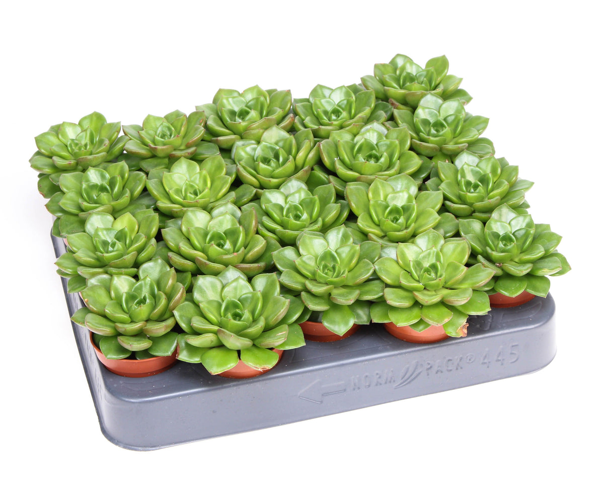 Echeveria Hybrid 8cm 5.5cm Pot