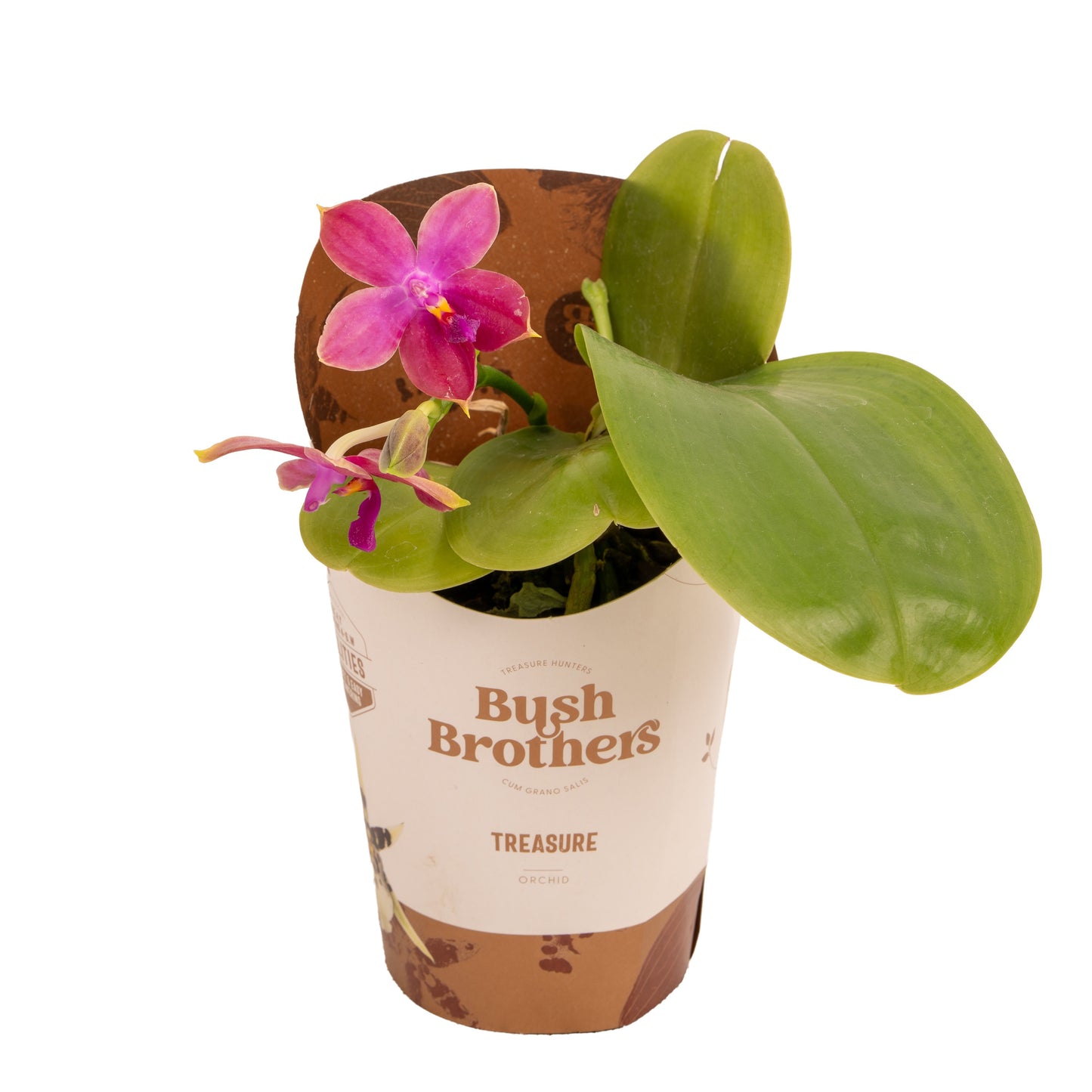 Phalaenopsis Hybrid 20cm 12cm Pot