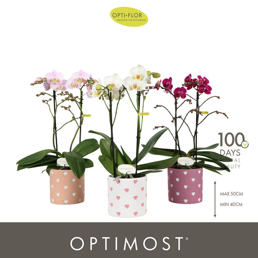 Phalaenopsis mix 45cm 12cm Pot