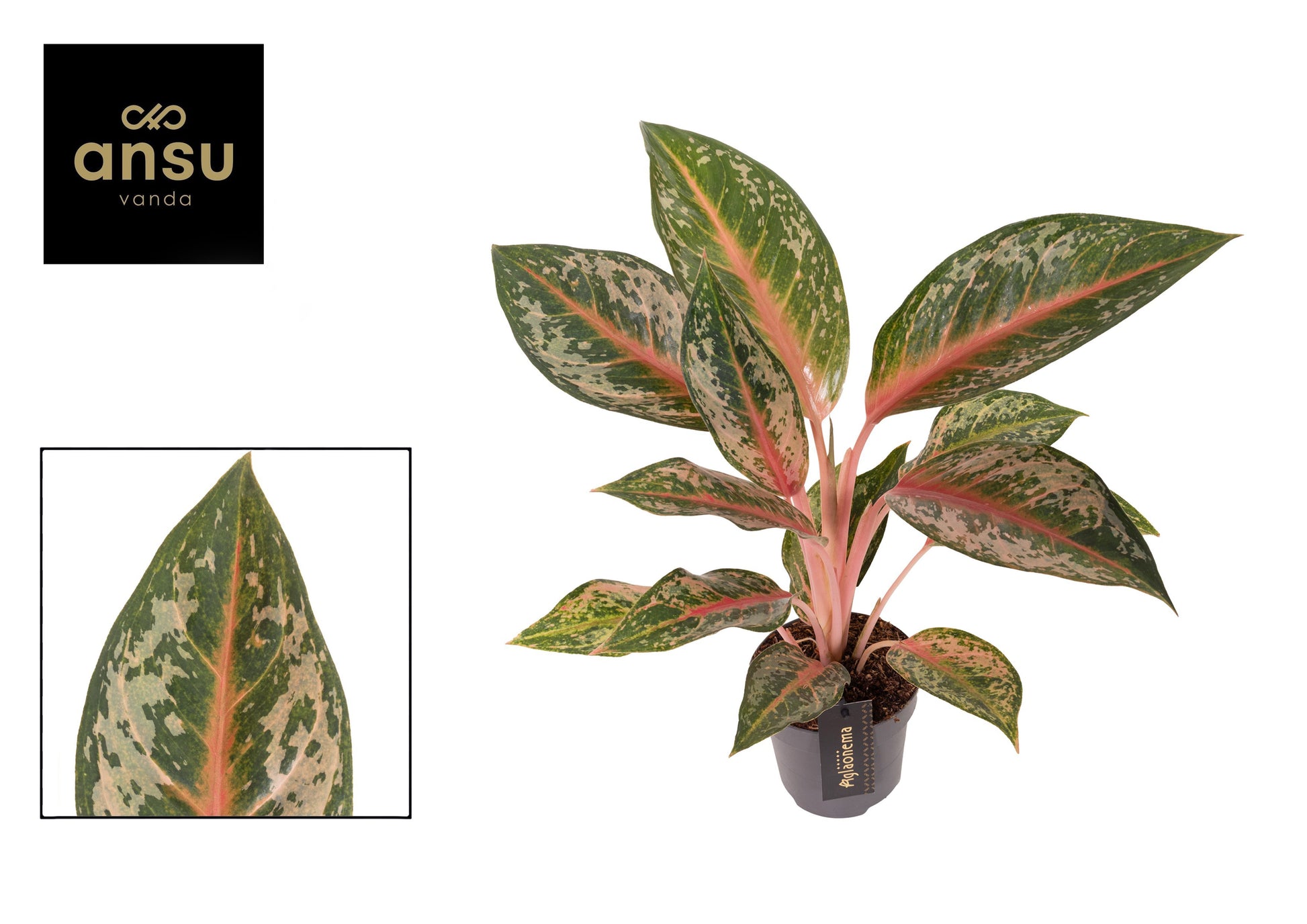 Aglaonema Pink Leopard 40cm 12cm Pot