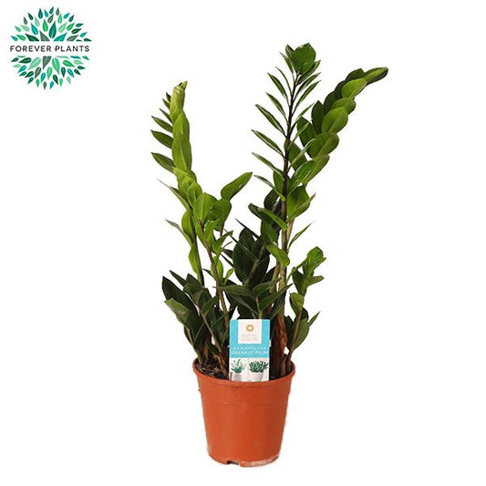 Zamioculcas zamiifolia 45cm 14cm Pot