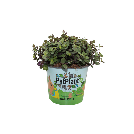 Callisia repens 17cm 12cm Pot