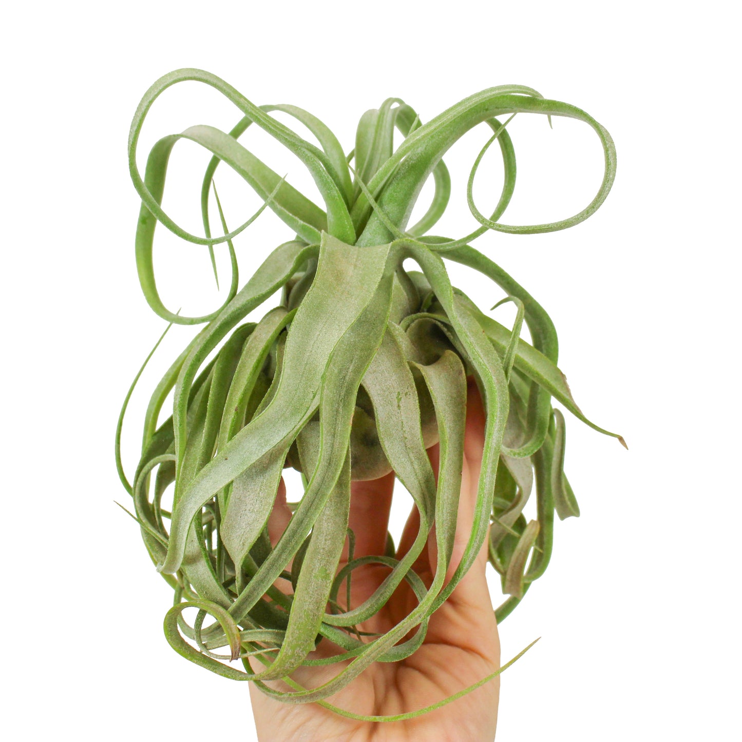 Tillandsia Streptophylla 15cm 8cm Pot