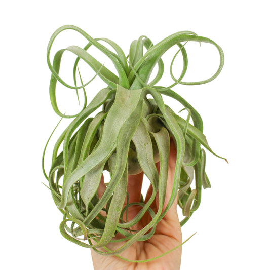 Tillandsia Streptophylla 15cm 8cm Pot
