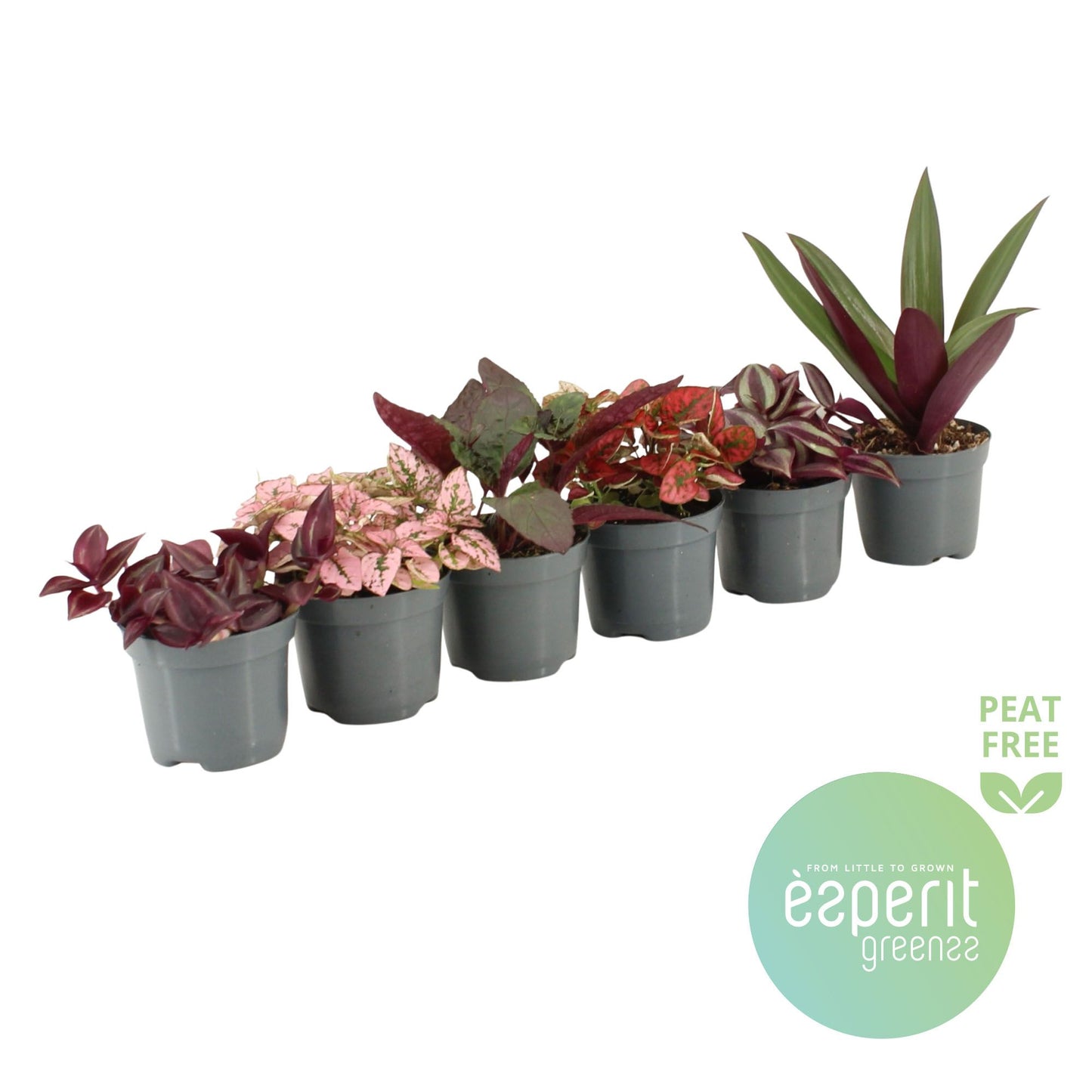 Esperit Plants Foliage houseplants mix Pack of 21
