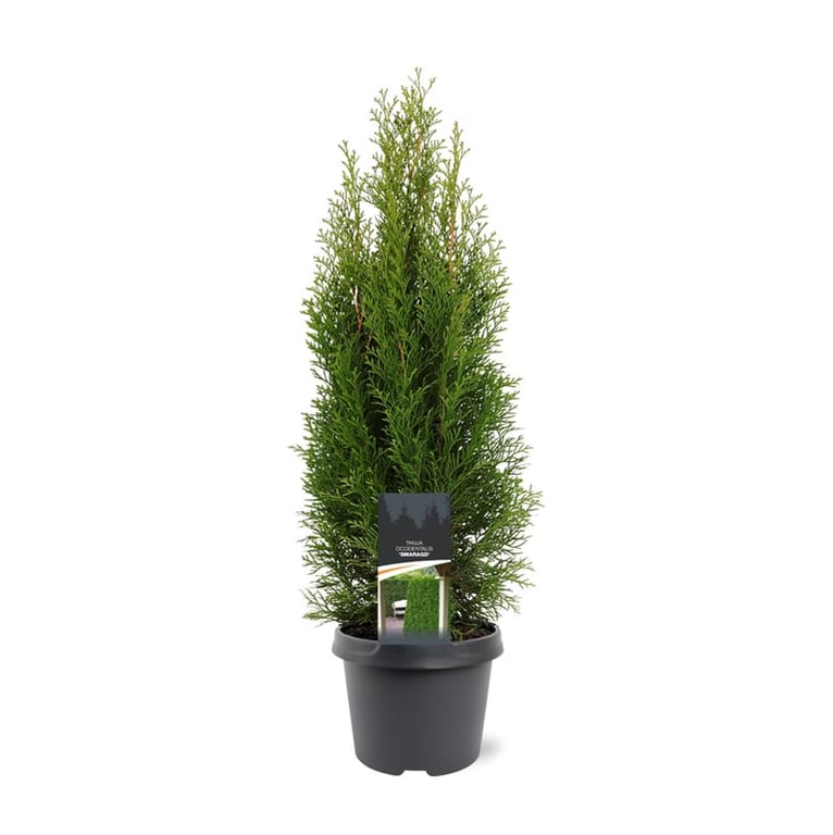 Thuja occidentalis Smaragd 60cm 19cm Pot