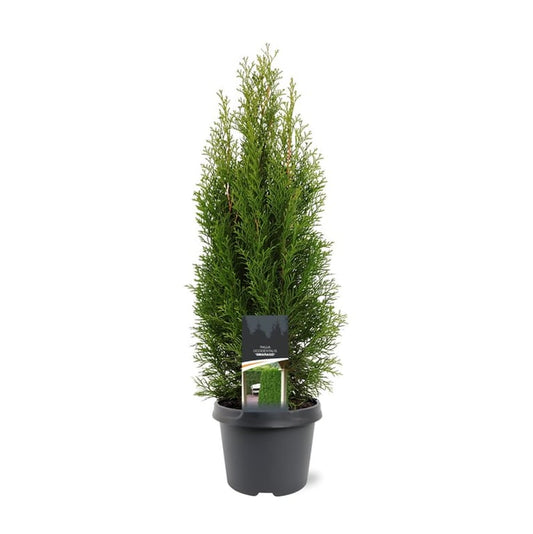 Thuja occidentalis Smaragd 60cm 19cm Pot