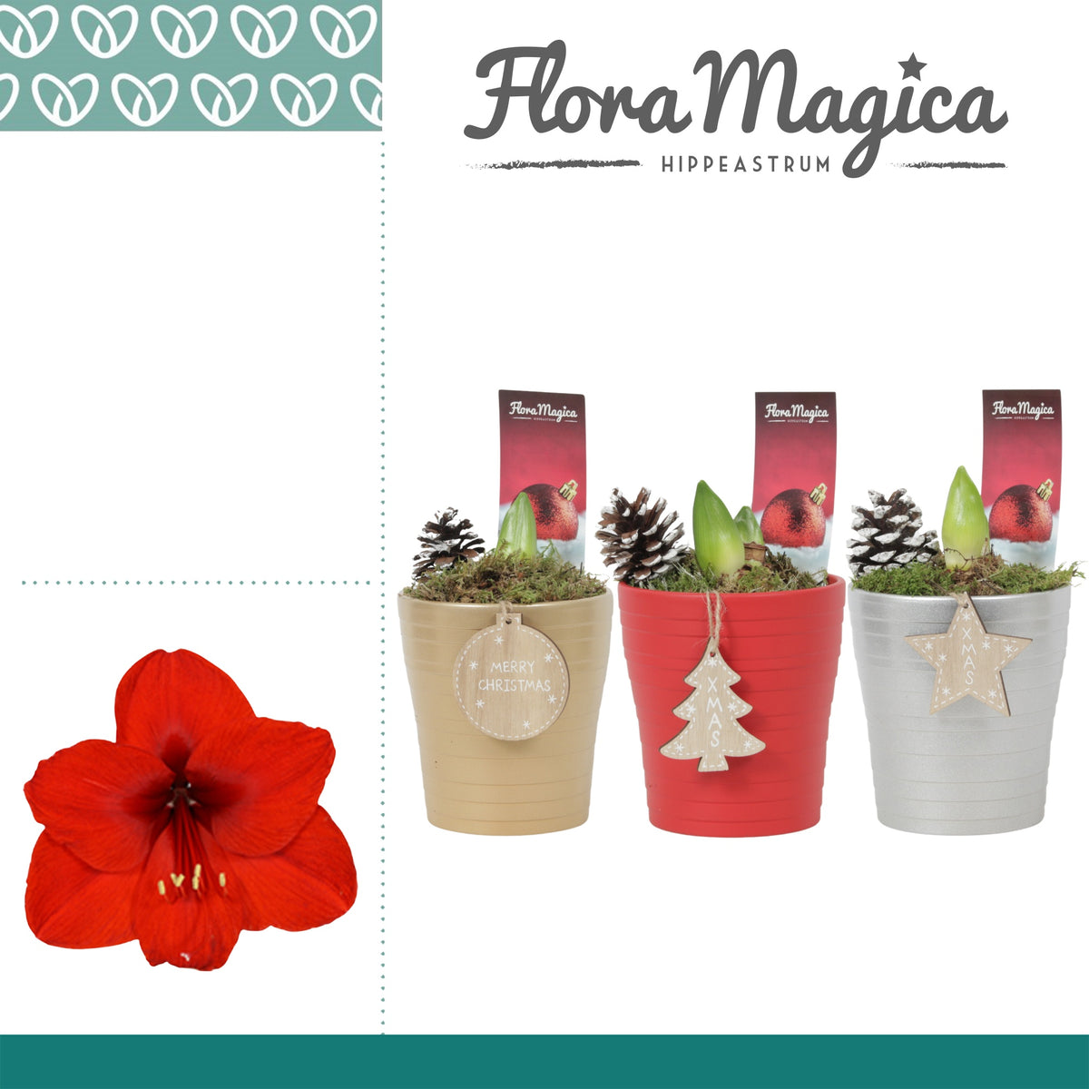 Hippeastrum 25cm 12cm Pot