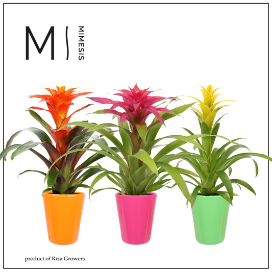 Guzmania mix (+ drp.ceramic) 45cm 12cm Pot