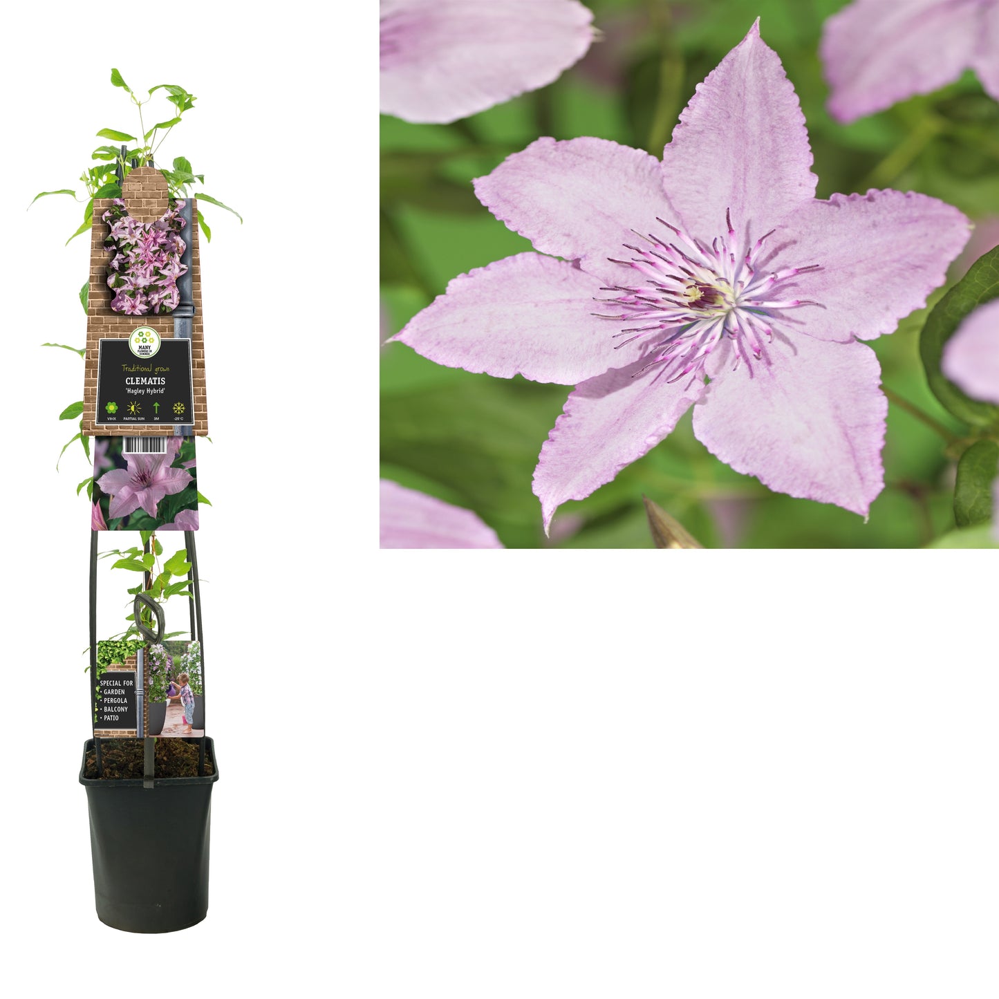Clematis Hagley Hybrid 115cm 23cm Pot