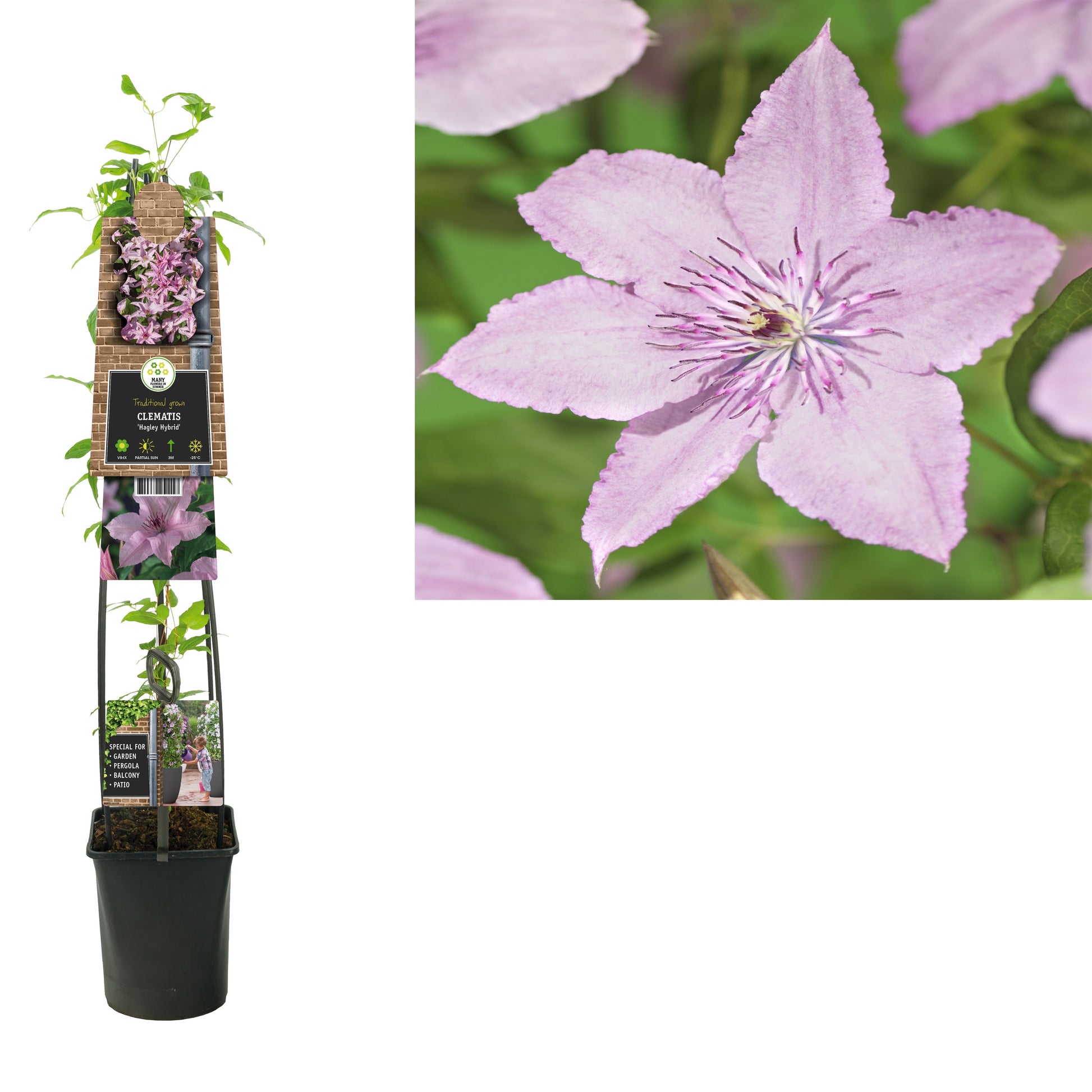 Clematis Hagley Hybrid 115cm 23cm Pot