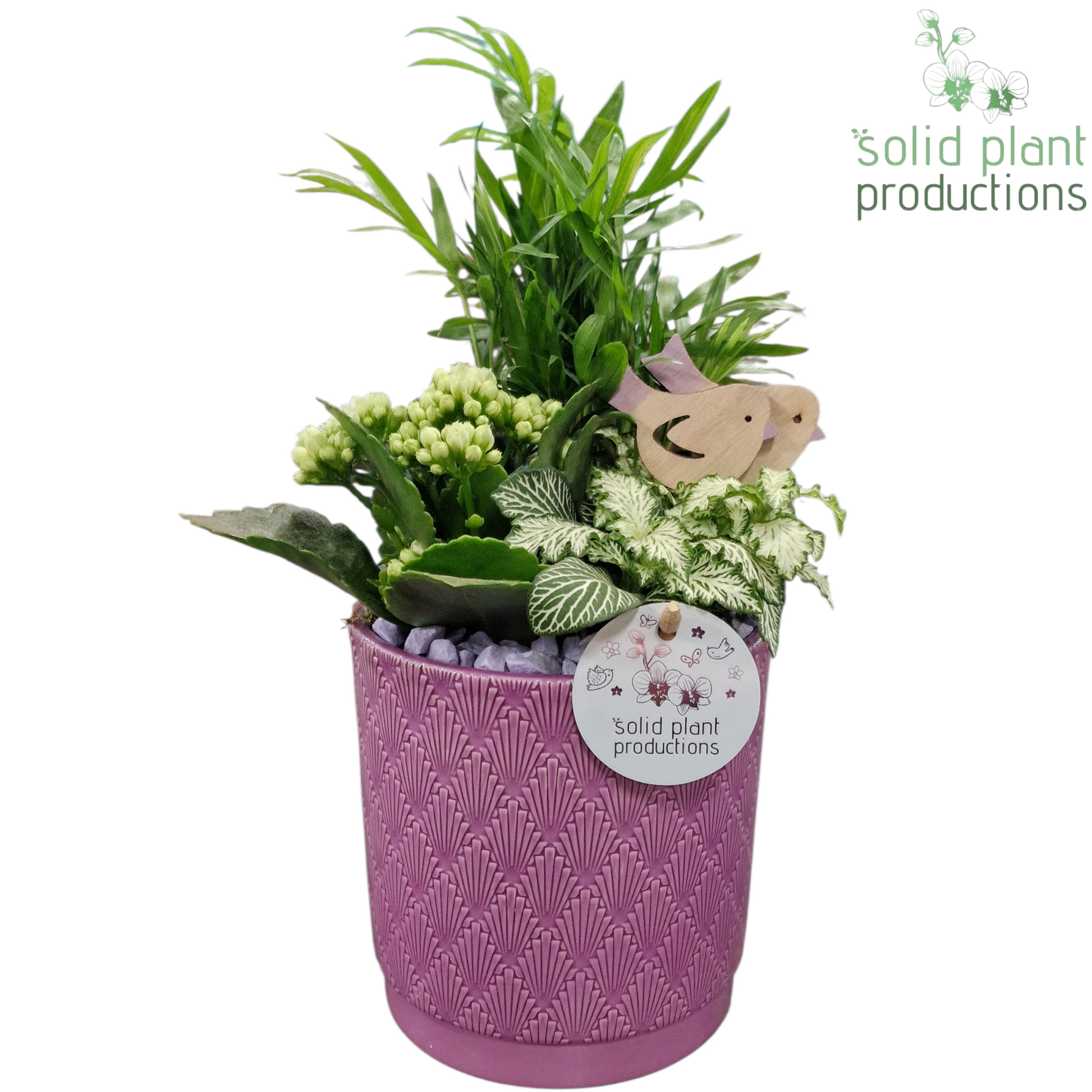 Solid Plant Productions CH001 Amy Lila Pack of 6