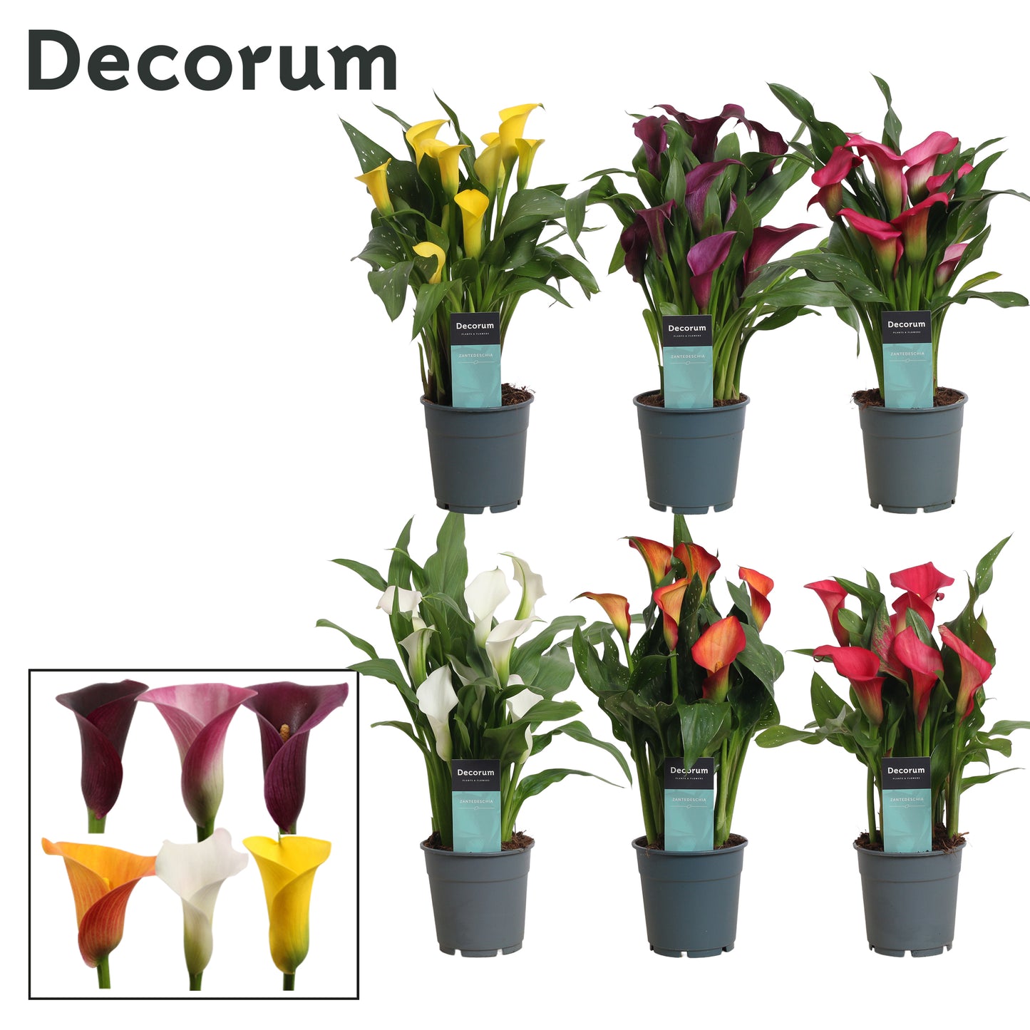 Zantedeschia mix Decorum 35cm 12cm Pot