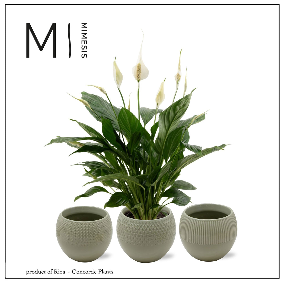 Spathiphyllum Pico Cupido 55cm 13cm Pot