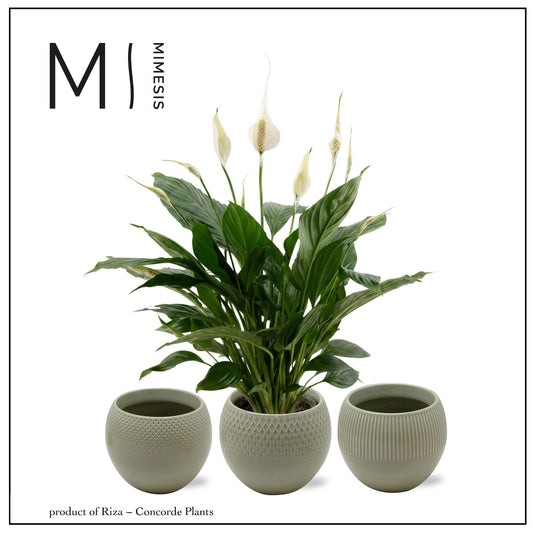 Spathiphyllum Pico Cupido 55cm 13cm Pot