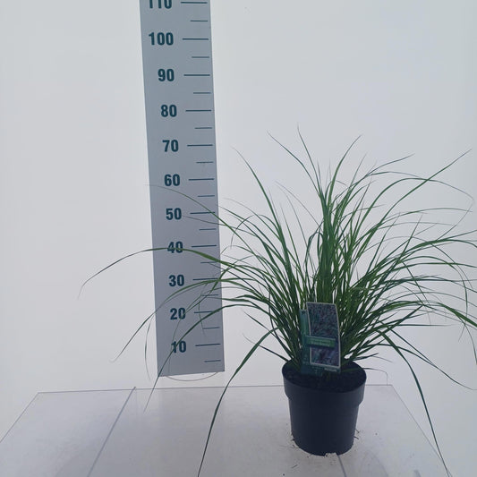 Pennisetum alopecuroides 55cm 19cm Pot