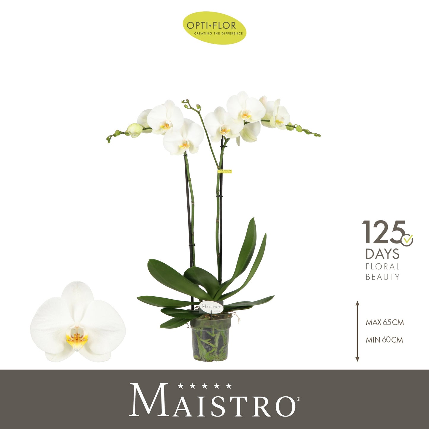 Phalaenopsis Maistro Bach 60cm 12cm Pot