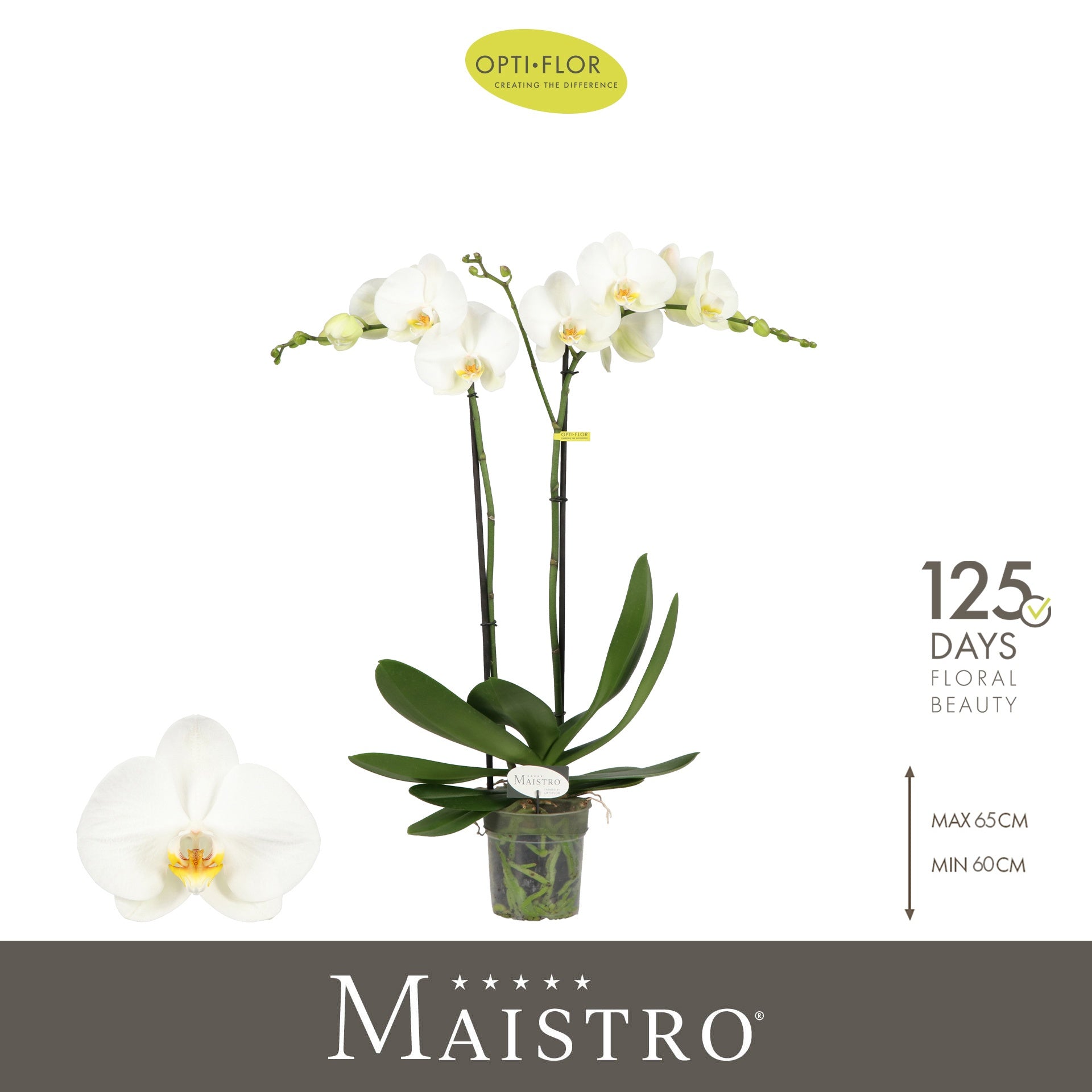 Phalaenopsis Maistro Bach 60cm 12cm Pot