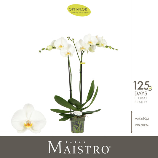 Phalaenopsis Maistro Bach 60cm 12cm Pot