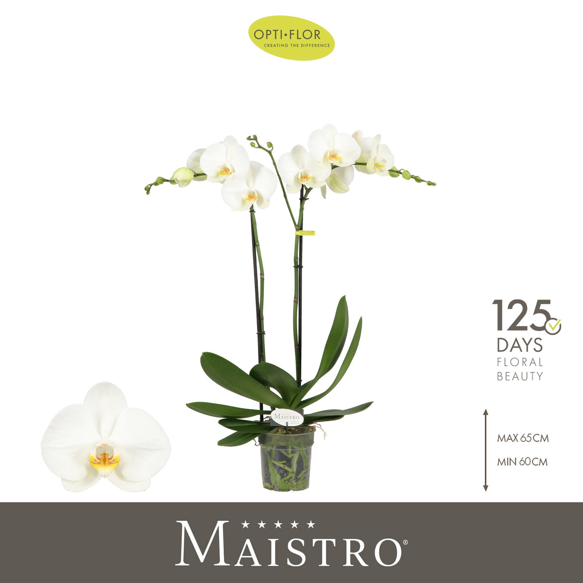 Phalaenopsis Maistro Bach 60cm 12cm Pot