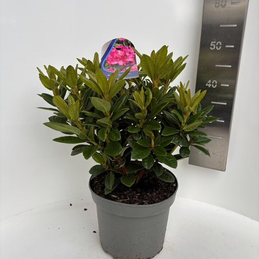 Rhododendron hippophaeoides 45cm 23cm Pot