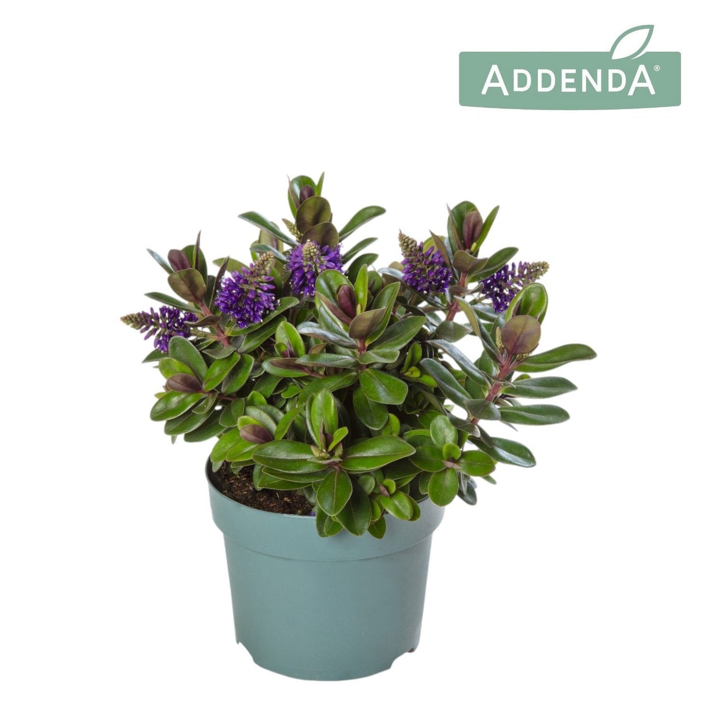 Hebe Vinoa Purple 40cm 12cm Pot