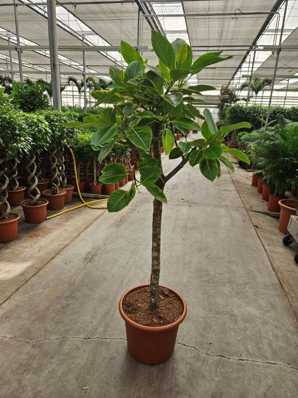 Ficus altissima 200cm 45cm Pot
