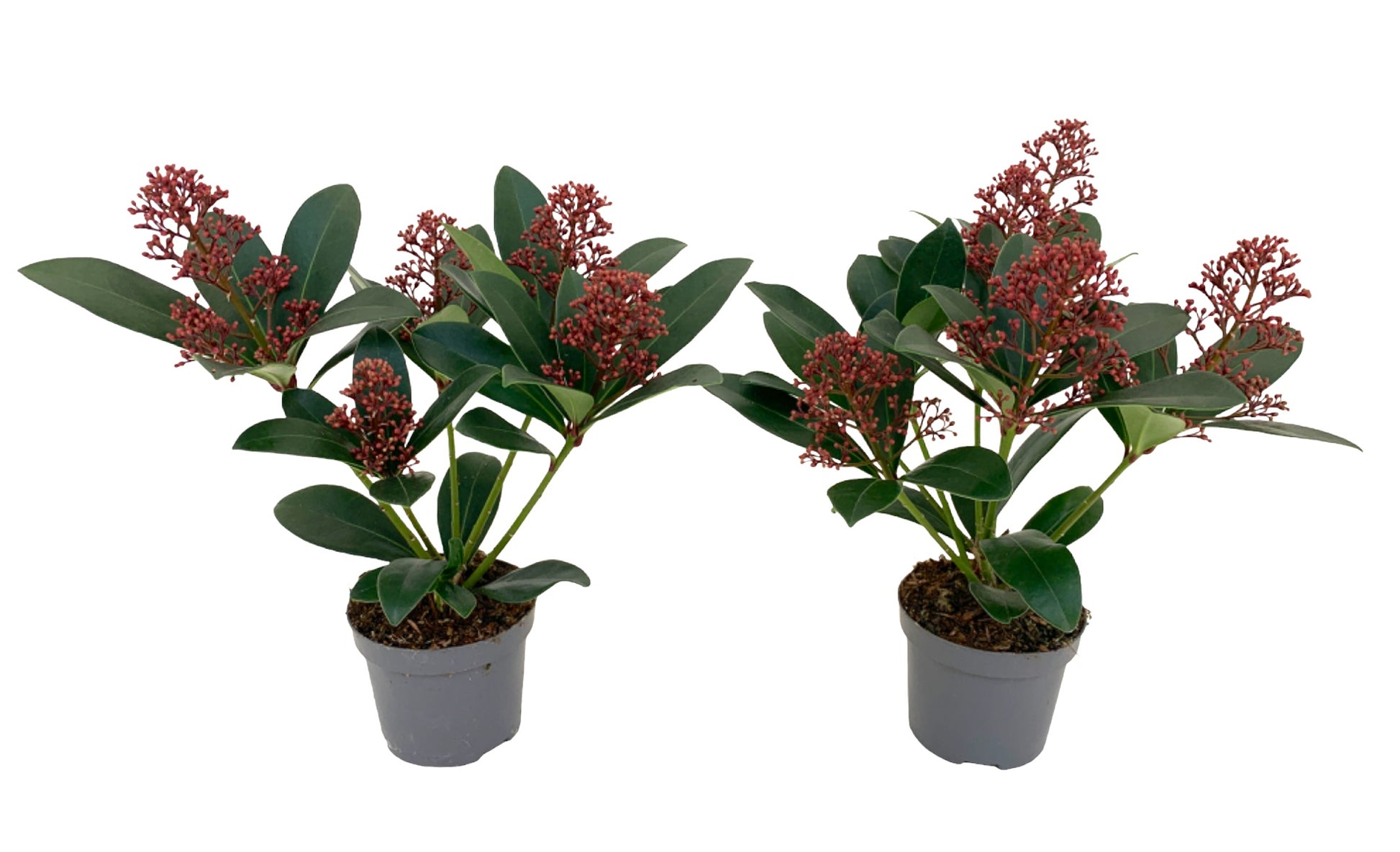 Knaap, Kw. Jerry van der Skimmia japonica Rubella Pack of 18