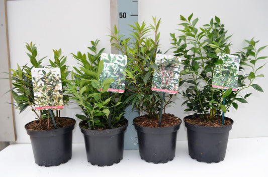 Sarcocca mix 30cm 17cm Pot