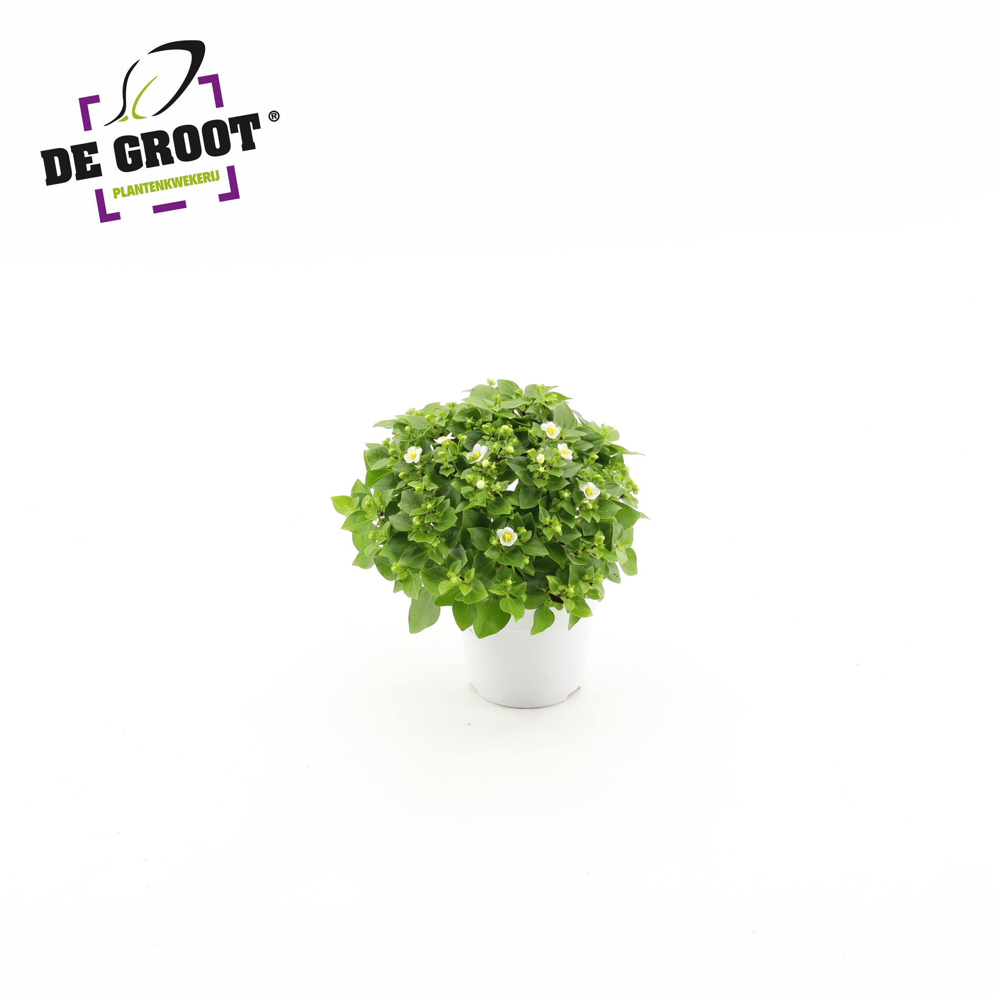 Groot BV, Kwekery J. de Exacum White Star Pack of 6