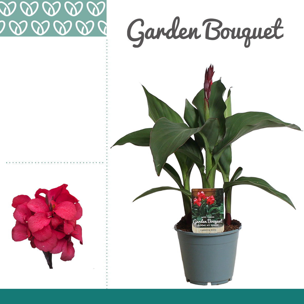 Canna Cannova Rose 40cm 14cm Pot