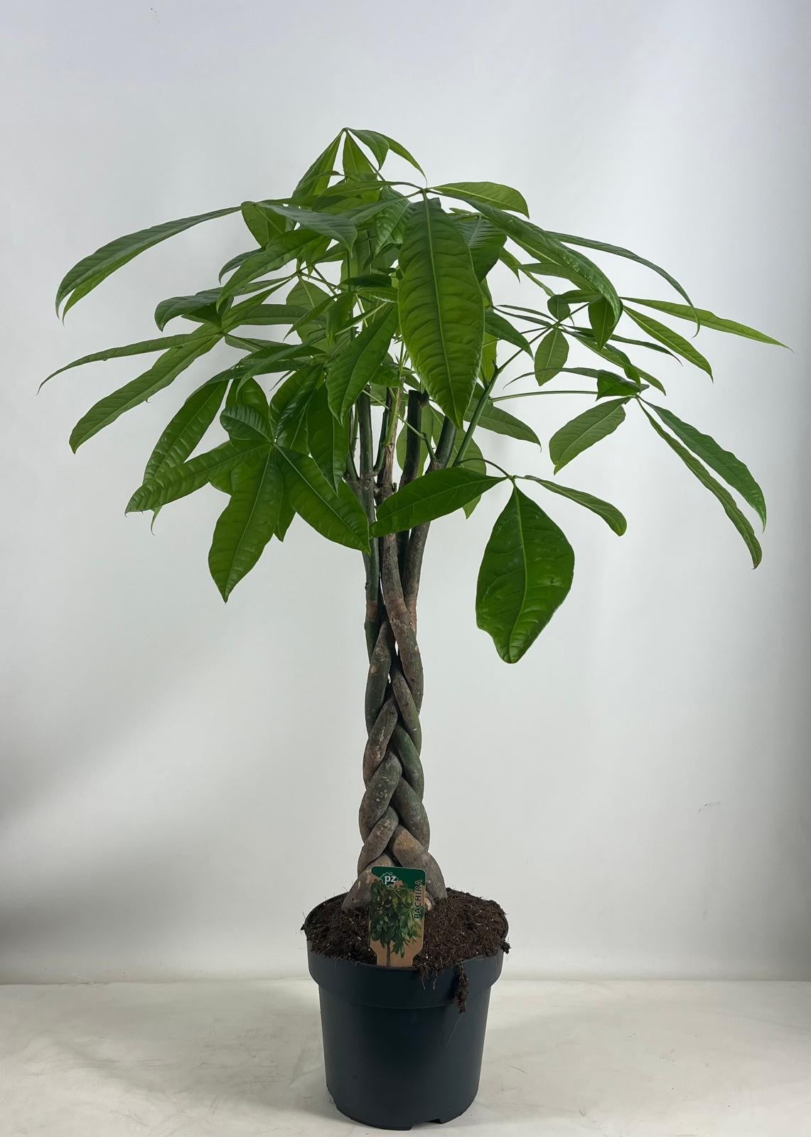 Pachira aquatica 110cm 24cm Pot