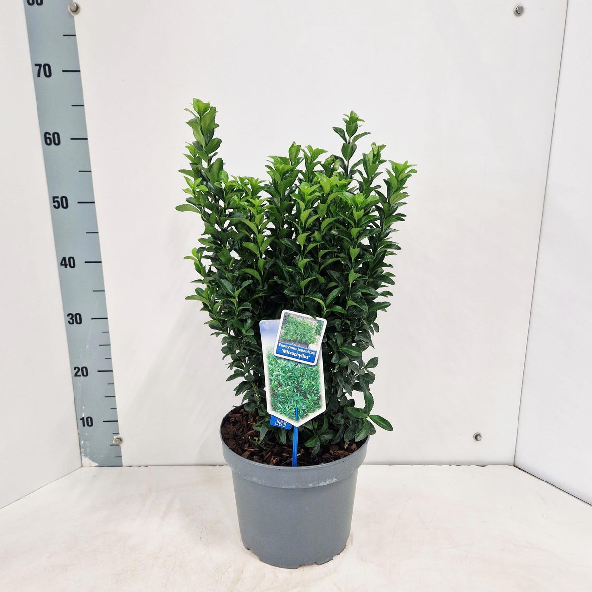 Euonymus jap. Microphyllus 55cm 23cm Pot