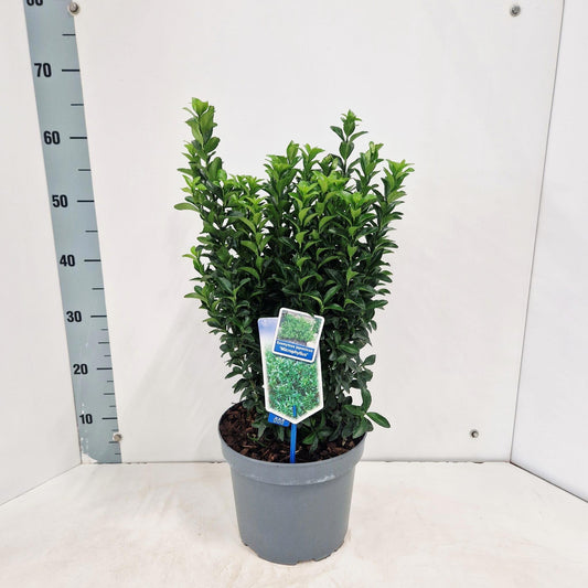 Euonymus jap. Microphyllus 55cm 23cm Pot