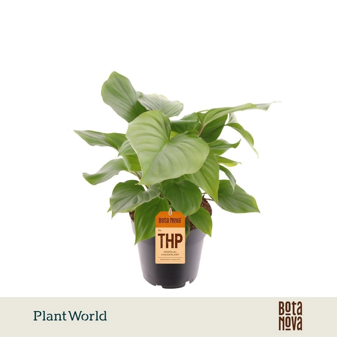 Homalomena Maggy 40cm 14cm Pot