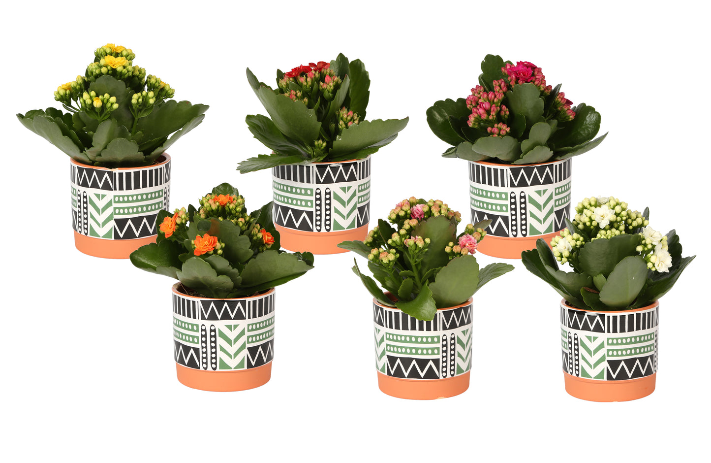 Kalanchoe Rosalina mix 15cm 7cm Pot