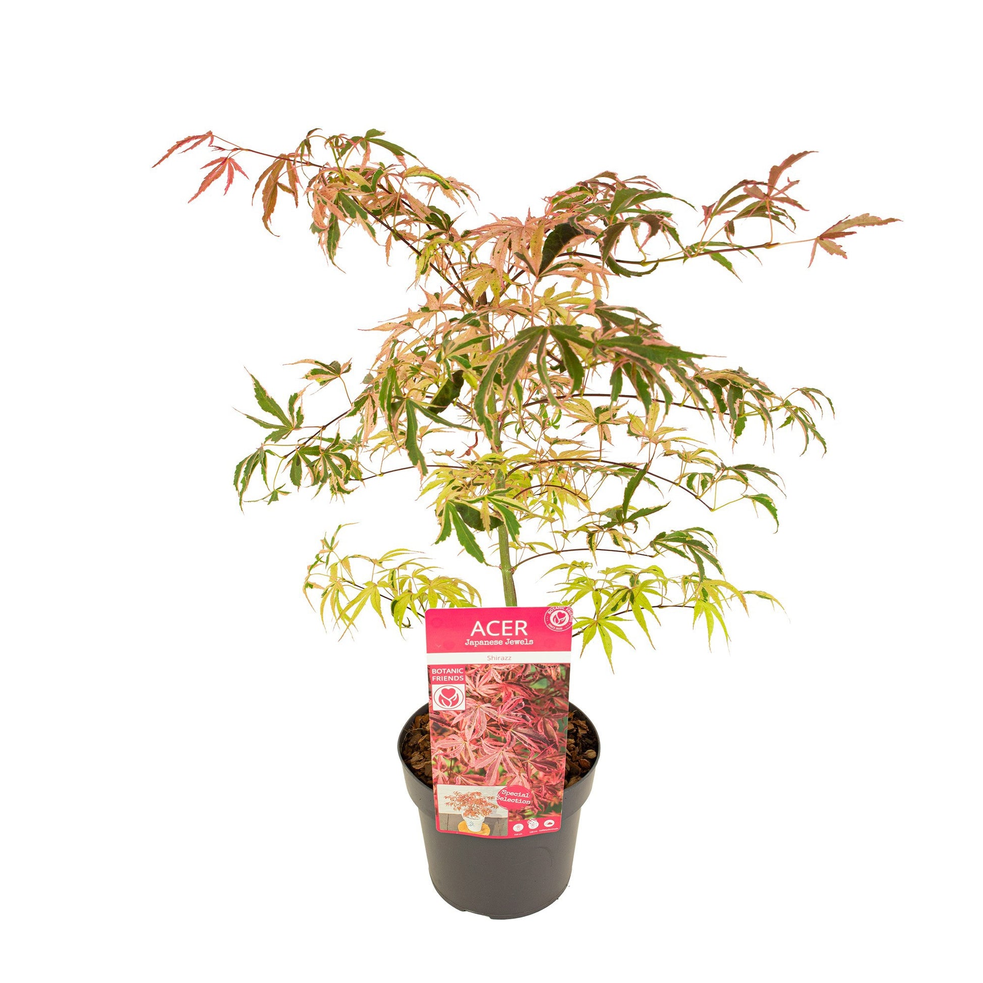 Acer Shirazz 55cm 19cm Pot
