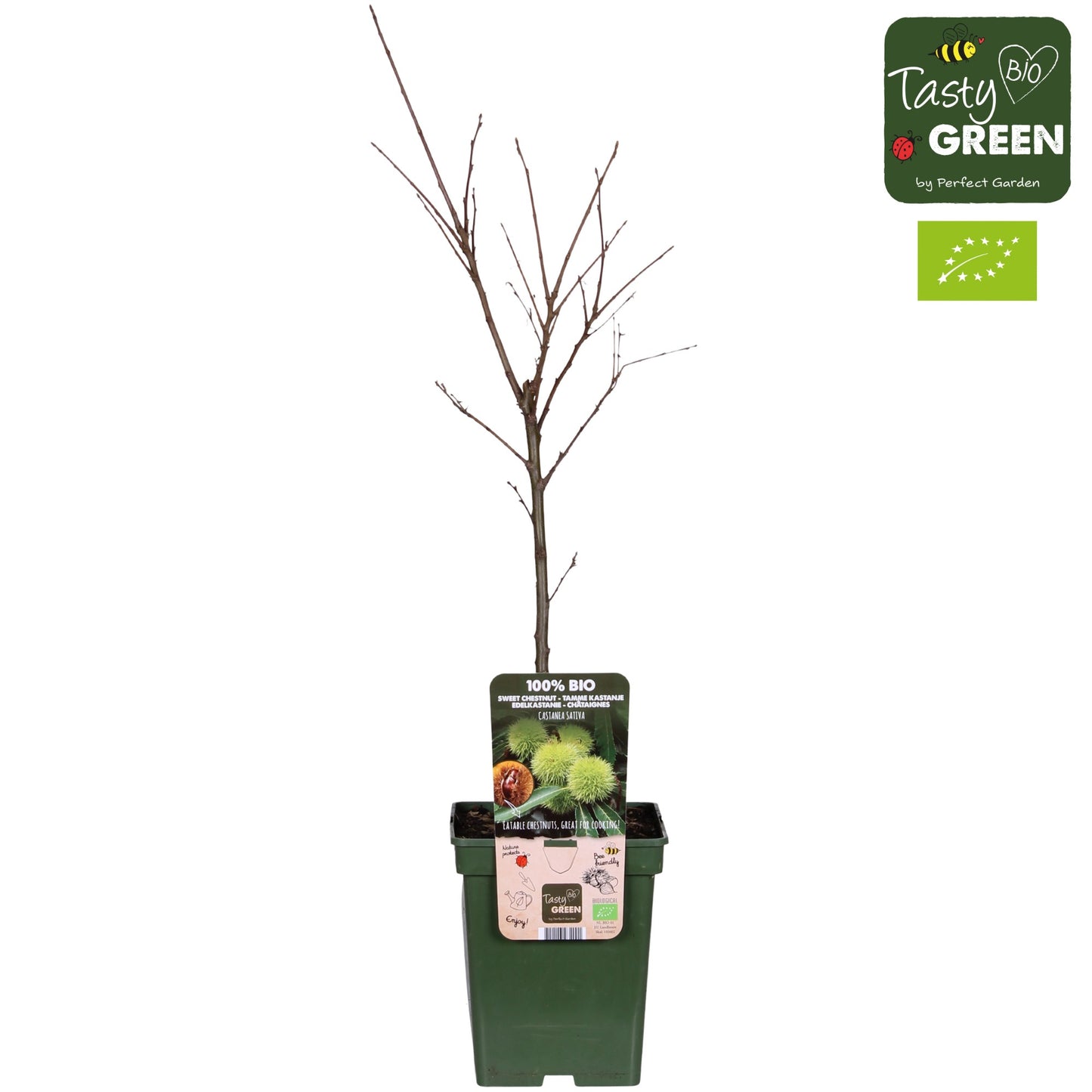 Castanea sativa 100cm 23cm Pot