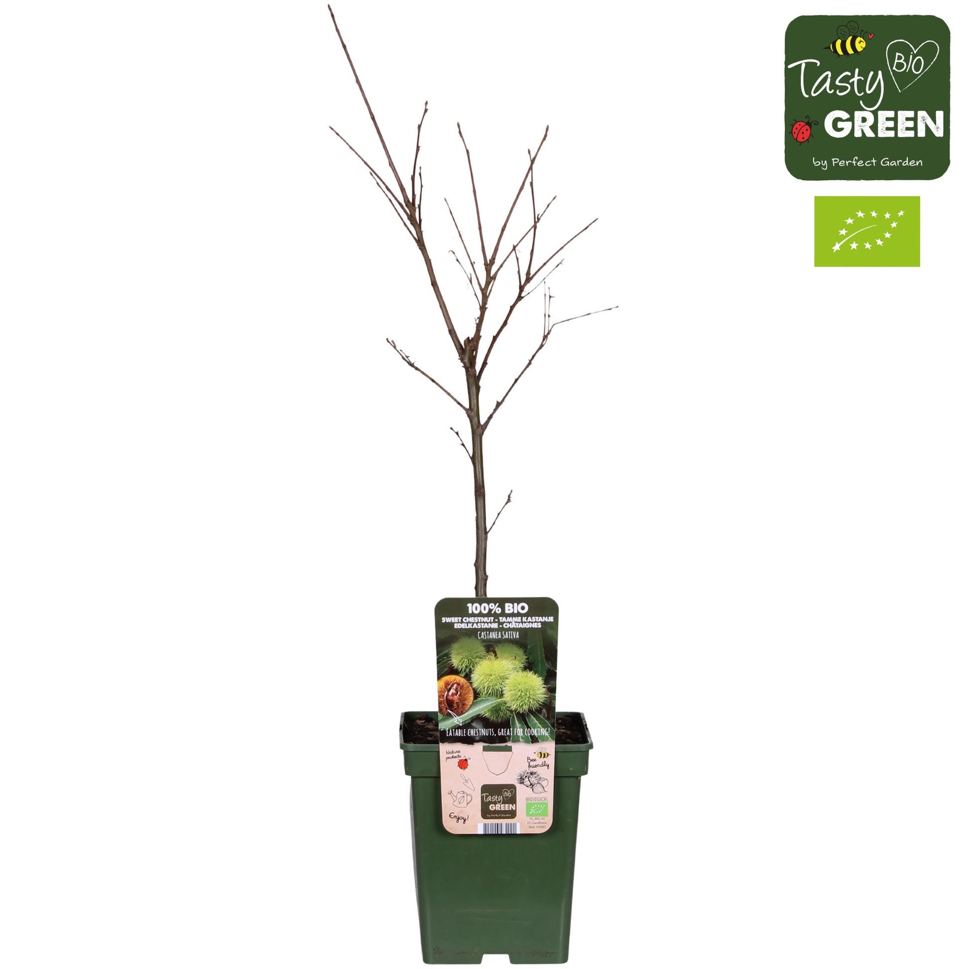 Castanea sativa 100cm 23cm Pot