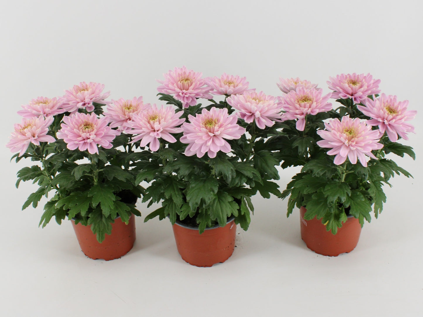 Chrysanthemum Zembla Rossano 33cm 15cm Pot