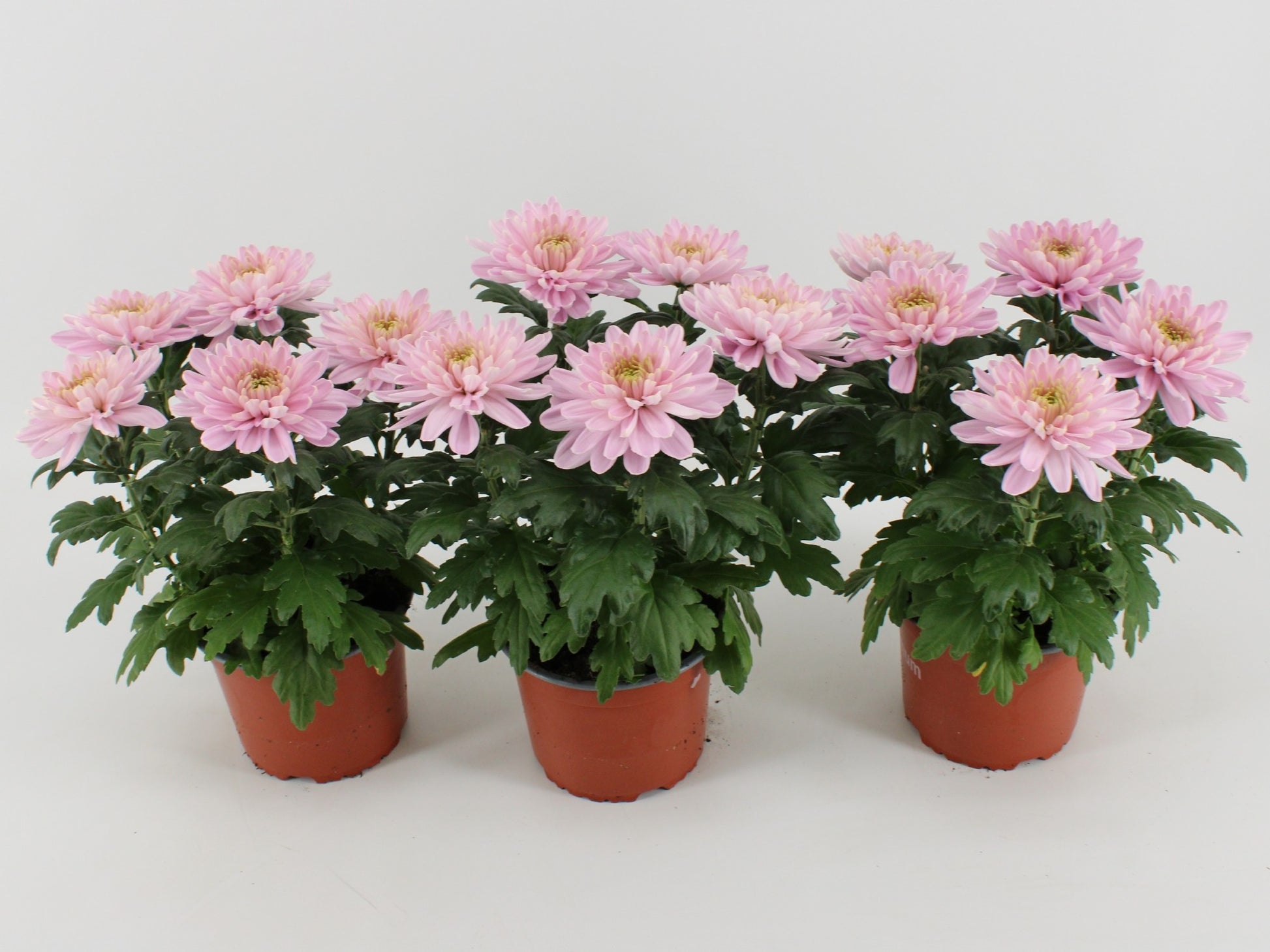 Chrysanthemum Zembla Rossano 33cm 15cm Pot