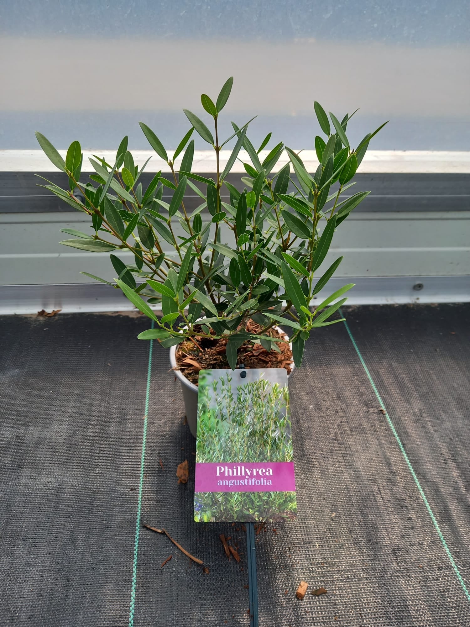 Shrubs mix 25cm 12cm Pot