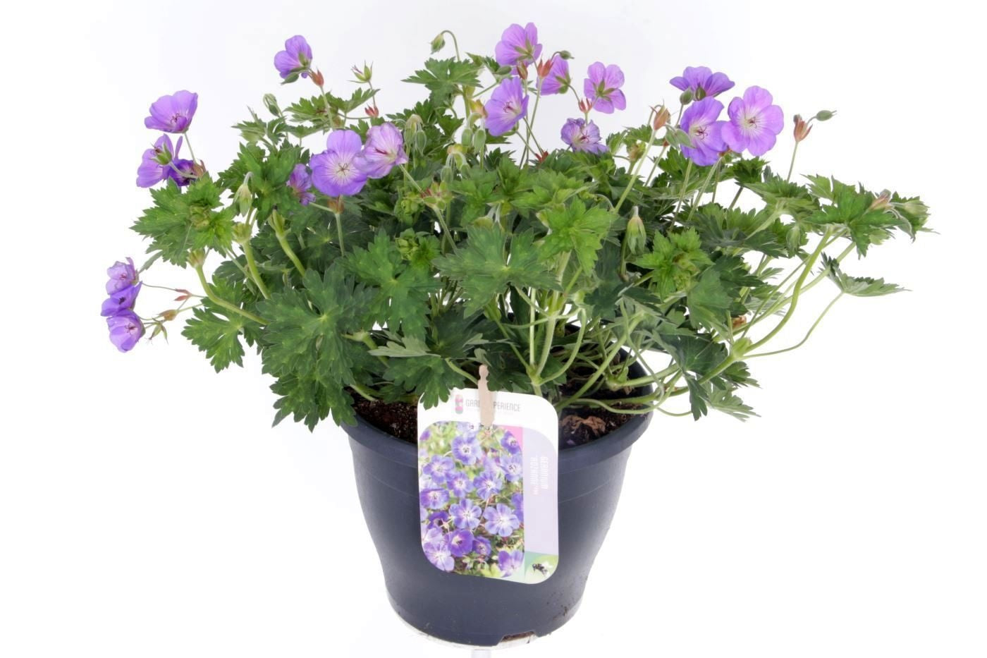 Geranium Rozanne (Hardy) 45cm 23cm Pot