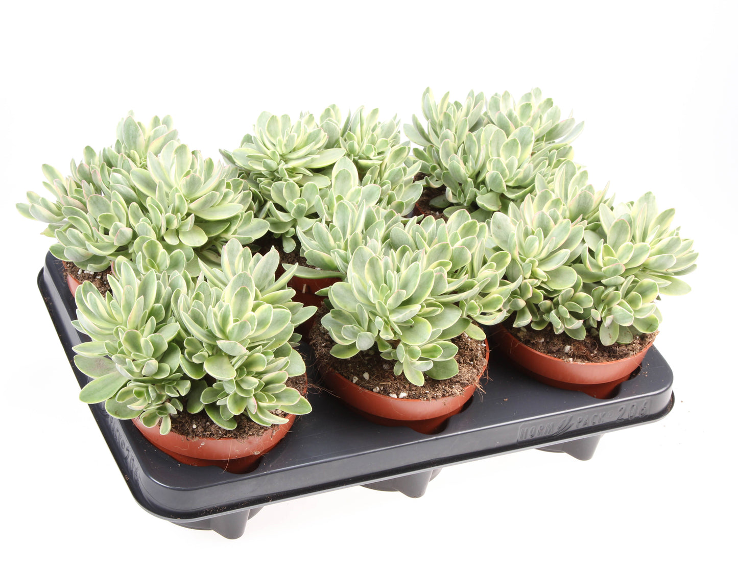 Crassula Moneymaker 15cm 12cm Pot