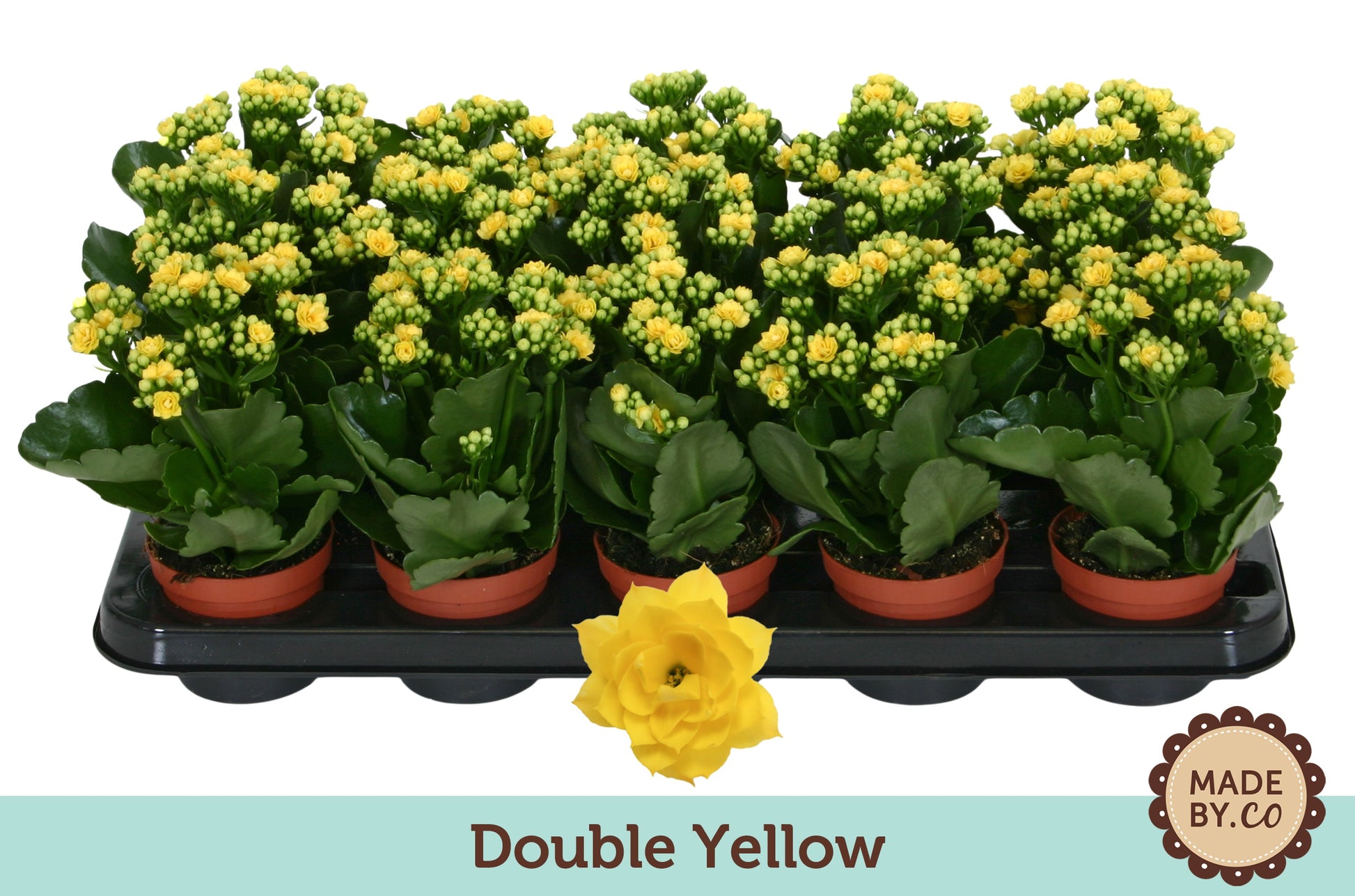 SV.CO Kalanchoe Rosalina Don Amarillo Pack of 15