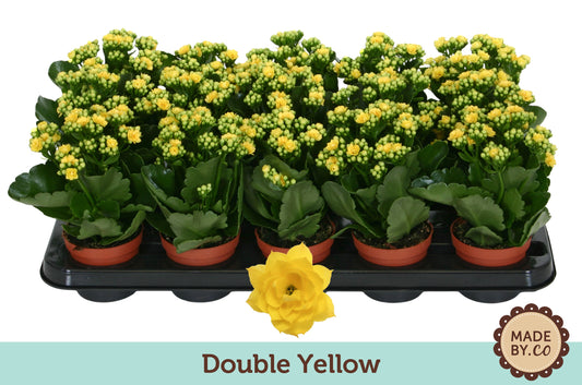 Kalanchoe Rosalina Don Amarillo 19cm 9cm Pot