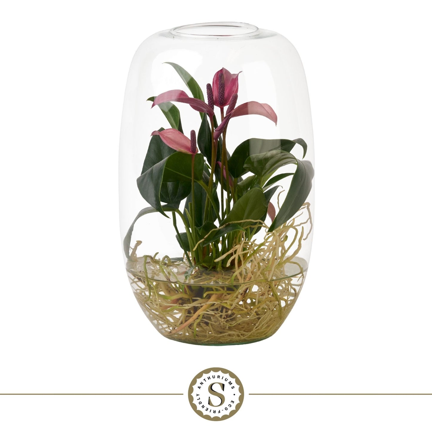 Anthurium Zizou 40cm 9cm Pot