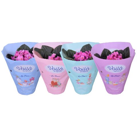 Saintpaulia pink 20cm 12cm Pot