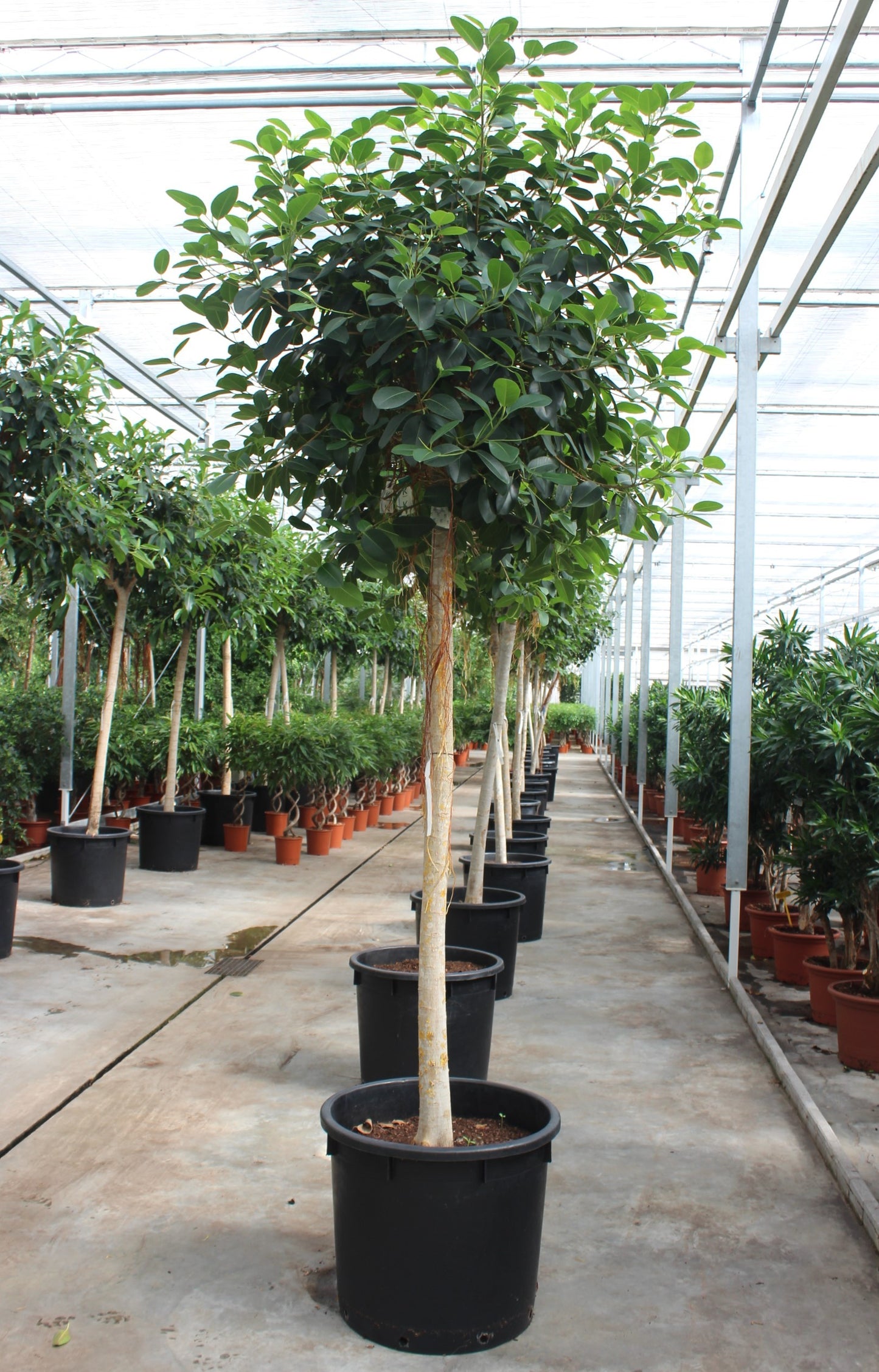 Ficus rub. Australis 375cm 70cm Pot